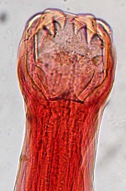 LAM Nº 68 Ancylostoma duodenale (verme adulto) Coloração: Carmin Material