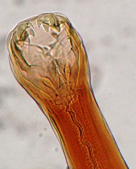 LAM Nº 70 Ancylostoma caninum (verme adulto) Coloração: Carmin Material