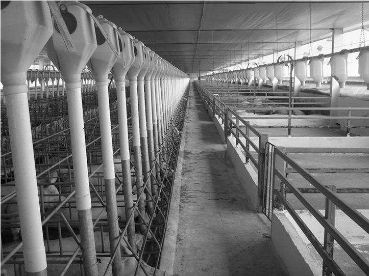 Sistema intensivo confinado Produção de animais tipo carne; Todos os animais são criados confinados; Utilização de menor área para produção.