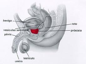 3- INTRODUÇÃO A próstata é a principal glândula sexual masculina, localizada distalmente á bexiga, envolvendo a uretra proximal, com o volume de aproximadamente 25cm.