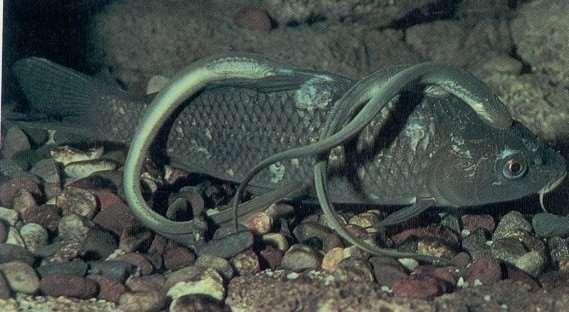 Subfilo Vertebrata - Classe Agnatha Peixes sem