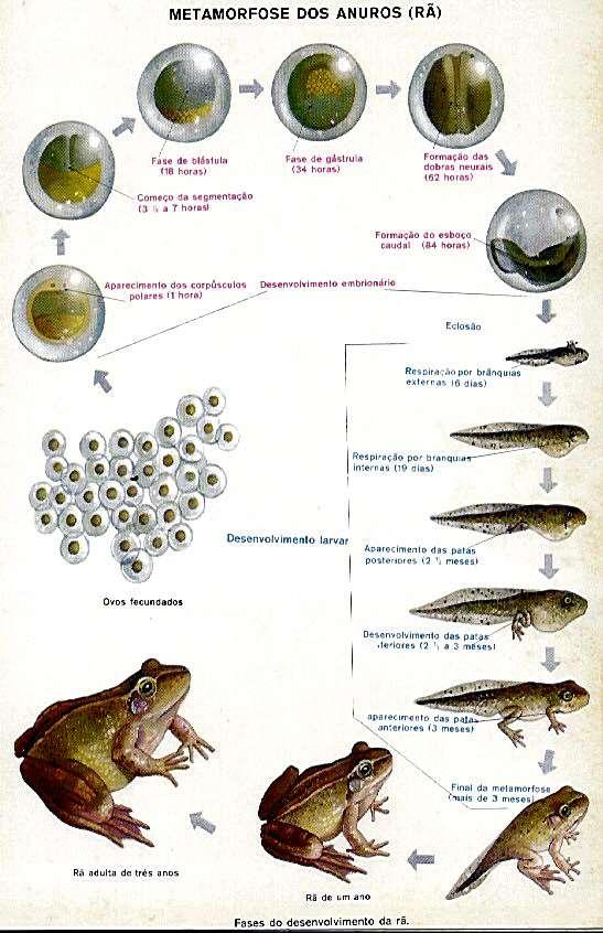 Vertebrados - Metamorfose dos Anfíbios