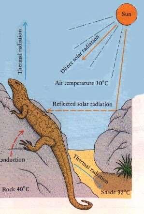 Características gerais Termorregulação: Ectotérmicos - os répteis dependem de fontes externas de calor - particularmente da radiação solar (heliotérmicos).