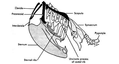 Esqueleto costelas apresentam processo uncinado.