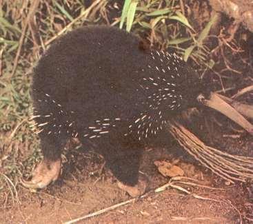 Subfilo Vertebrata - Classe Mammalia Mamíferos Vertebrados endotérmicos. Corpo coberto por pelos. Cerca de 4.