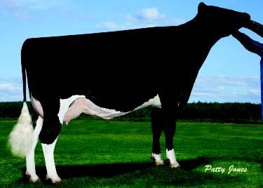 Comestar Lauthority Goldwyn x Igniter 200HO5588