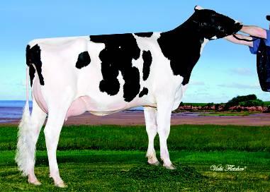 200HO5562 LURECK Delaberge Lureck Goldwyn x