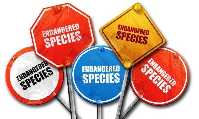 Espécies exóticas invasoras Têm um impacto negativo nos ecossistemas e na sobrevivência das espécies
