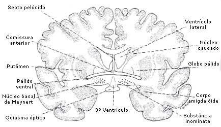 muito antigo, paleocórtex, que do ponto de vista citoarquitetural se classifica como alocórtex; c) hipocampo (o termo hipocampo é empregado no seu sentido mais amplo e inclui o hipocampo propriamente