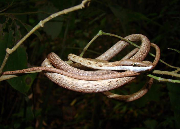 southeast of Espírito Santo (Rocha et al.