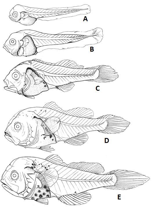 Figura 13 Desenvolvimento inicial de Plagioscion squamosissimus: A) larval vitelino (2,5 mm); B) pré-flexão (3,2 mm); C) flexão (5,5 mm); D) início de pós-flexão (7,3 mm) e E) pós-flexão (8,9 mm).