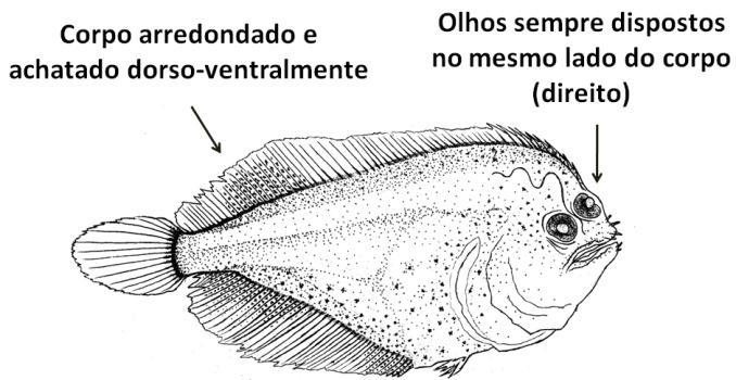 Achiridae Pimelodidae Elopidae Figura 3 Guia visual de caracterização morfológica, em nível de família, de larvas de peixes capturadas no complexo estuarino dos rios Pará e Paracauarí, litoral do