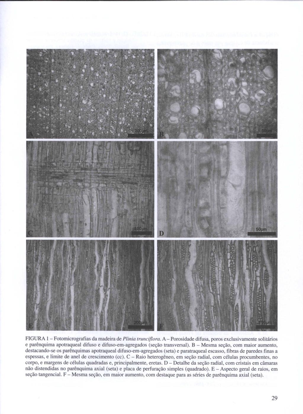 FIGURA I - Fotomicrografias da madeira de Plinia truncijlora. A - Porosidade difusa, poros exclusi vamente solitários e parênquima apotraqueal difuso e difuso-em-agregados (seção transversal).