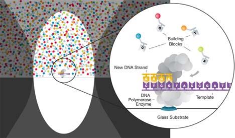 Sequenciamento de uma única molécula de DNA Sem necessidade de