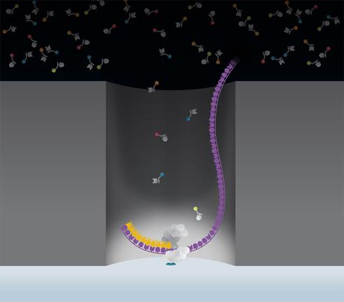 Genômica: Sequenciamento SMRT Janela de observação em nano- escala (ZMW) DNA polimerase adere a uma