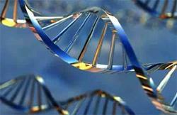GENÉTICA: DE MENDEL AO DNA Como os genes