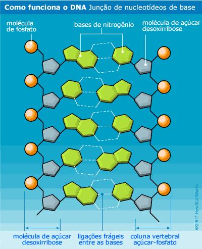 Os nucleotídeos estão ligados e formam uma longa cadeia