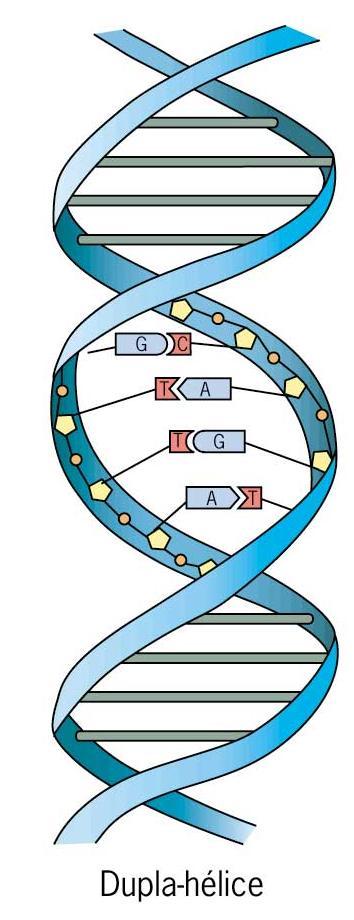DNA ÁCIDO DESOXIRRIBONUCLEICO Pentose = Desoxirribose (D) Bases: A T C G Aparece associado a proteínas nos cromossomos formando os genes e tb é
