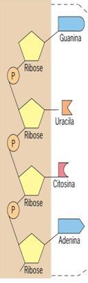 RNA ÁCIDO RIBONUCLEICO Pentose = Ribose (R) Bases: A U C G Aparece dissolvido no citoplasma ou