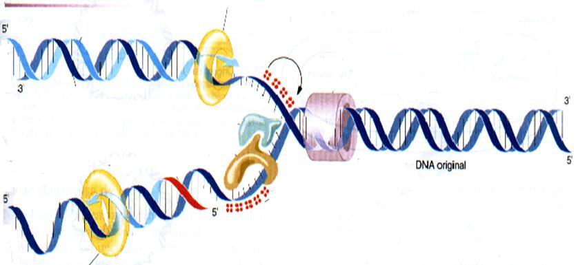 Esse processo desencadeia as duplicação cromossômica e a divisão celular. Cada cópia fica em uma das células formadas.