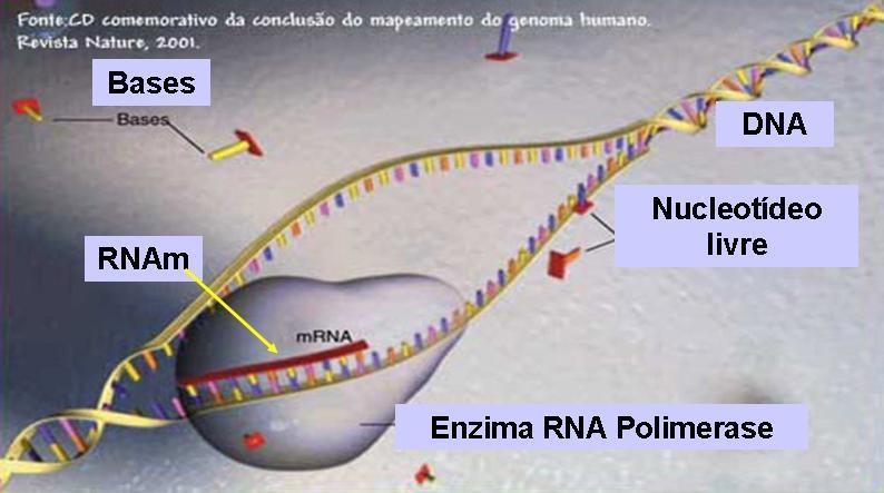 1º) A Enzima RNA polimerase se une ao DNA (região