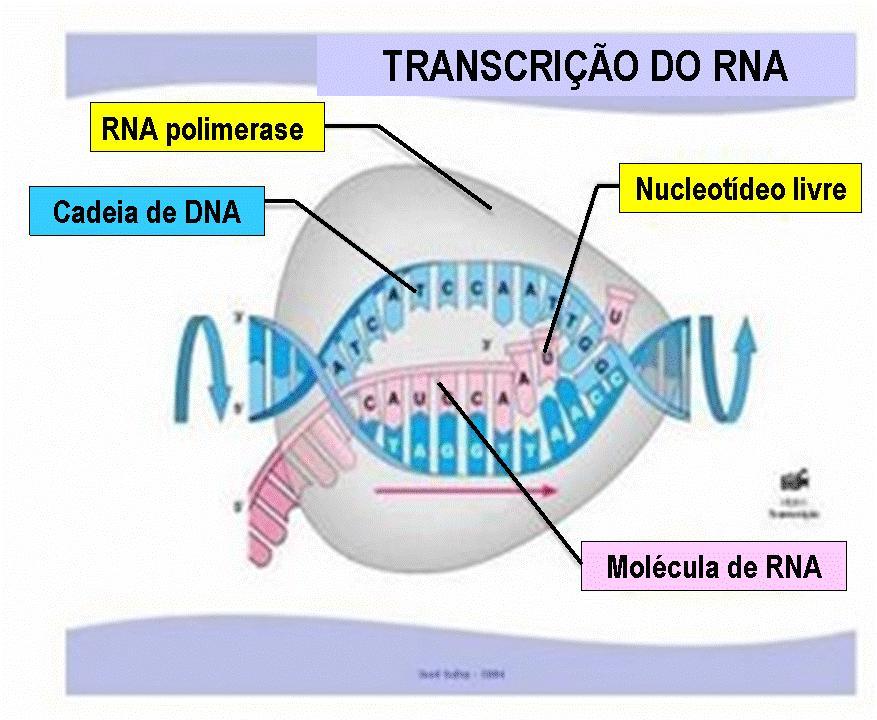 2º) Encaixam-se os nucleotídeos