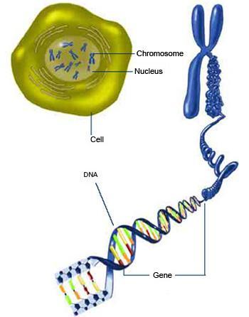 CROMOSSOMOS E GENES Os genes estão localizados nos cromossomos que ficam no núcleo das