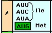 Note tb que o códon AUG serve tanto p/ codificar o aa.