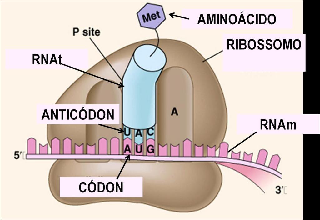 A ligação entre o RNAt e o aminoácido é específica.