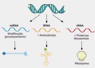 Tipos de RNA e Funções: