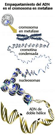 Nº CROMOSSOMOS Células eucarióticas: possuem vários cromossomos (dependendo da