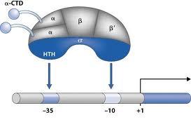 PROMOTOR Direciona a polimerase para o gene correto Controla a frequência de transcrição helicase.