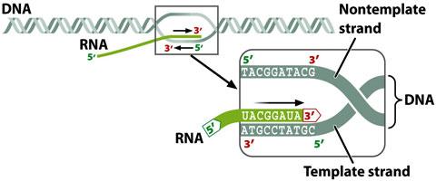 Inicia-se a síntese de RNA. É preciso formar uma cadeia de 9 nucleótidos para o processo prosseguir. RNA polimerase: www.doctortee.