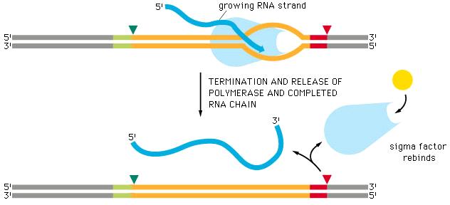 3. Terminação Determinada por regiões específicas do DNA - Terminador Dissociação do