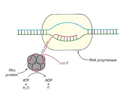 Liga-se ao transcrito (segmento de 70-80 bases rico em C) Ativa a hidrólise do ATP