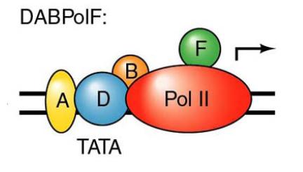 Fatores gerais de transcrição + RNA Polimerase II = Complexo de