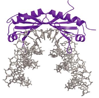 TBP TATA binding protein 180 aa Estrutura em forma de sela Liga ao DNA através do sulco menor DNA