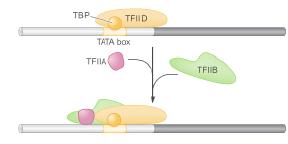 Montagem do complexo de iniciação - RNA Polimerase II Região TBP (tata binding
