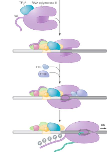 Outros fatores ligam ao complexo RNA Polimerase também se liga TFIIE e TFIIH ligam e contribuem para a