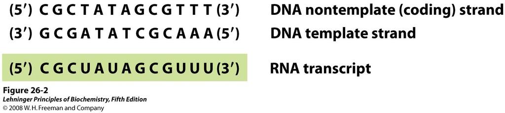 Gene (dsdna) Cadeia codificante (Coding strand, sense strand) Cadeia molde (Template strand, antisense strand) Cadeia codificante contém os