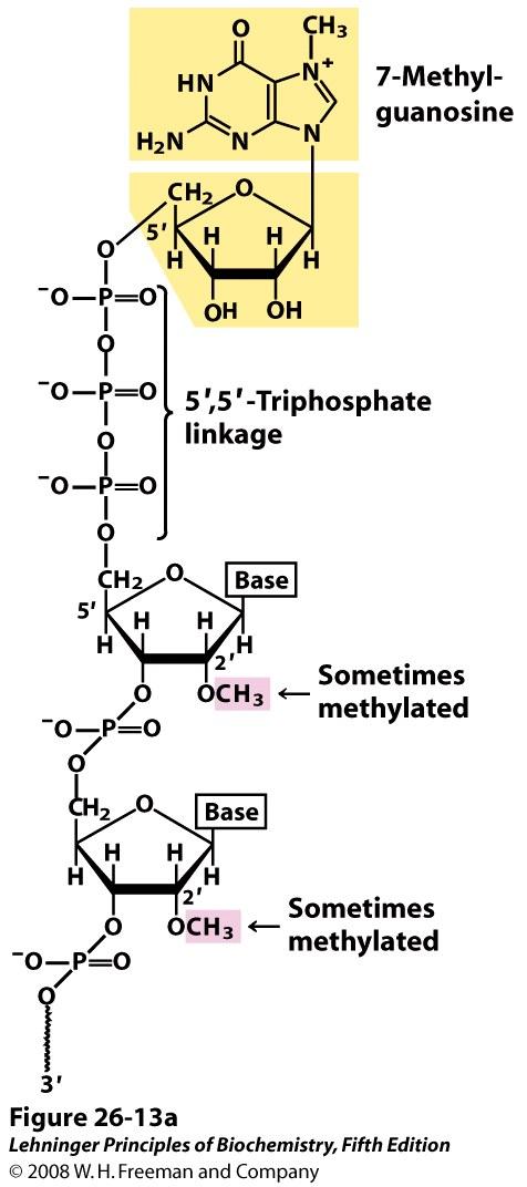 Formação 5 cap Associada à cauda CTD da RNA Pol II O 5 -Cap