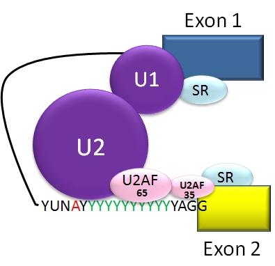 Fatores de splicing proteicos e ribonucleoproteicos: U1, U2, U4/U6 e U5 snrnp s (ou snurps) (urididine rich small nuclear RiboNucleoProteins = pequenas ribonucleoproteínas nucleares) FUNÇÕES