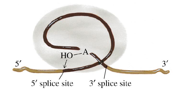 O spliceossoma posiciona o resíduo de adenina (A) do local de ramificação (branch site) perto do local 5 do local