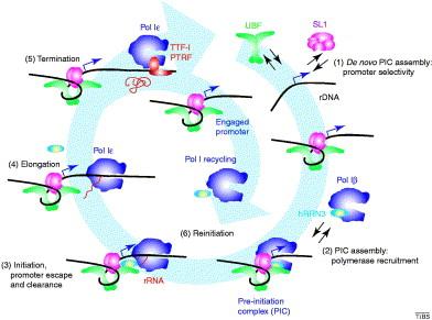 Iniciação Fatores de iniciação Elongação Fatores de elongação Terminação RNA Polimerase I requer um fator de terminação específico que liga a jusante da unidade de transcrição.