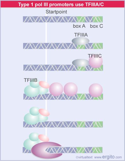 Fatores de transcrição TFIIIA - Liga ao DNA, Fator
