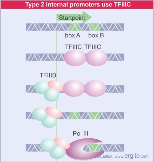 Fator posicional TFIIIC - 6 polipéptidos; Fator de