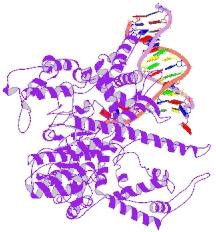 Tipos de RNA Polimerase Vírus Só uma proteína ( 100kDa) Reconhece promotores simples (26 nucleótidos) Ex.: T7 e SP6 Polimerases T7 www.