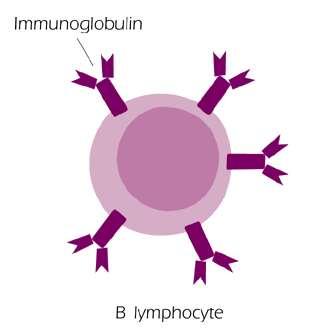 Propriedades das Imunoglobulinas (BCRs) dos Anticorpos (Acs) Acs são sintetizados pelos linfócitos B após o estímulo antigênico BCRs