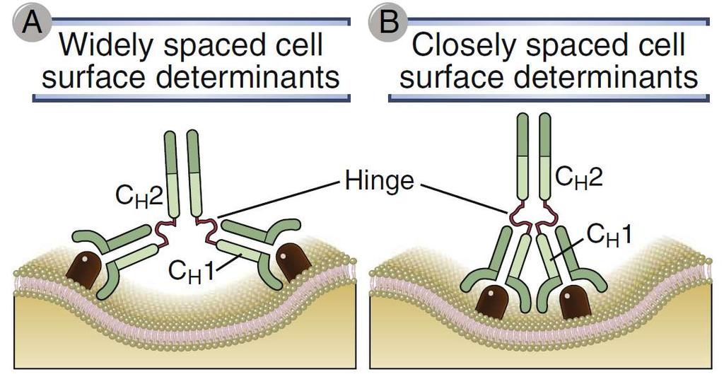 Região de dobradiça das Imunoglobulinas Permite flexibilidade a ligação Antígenos de superfície