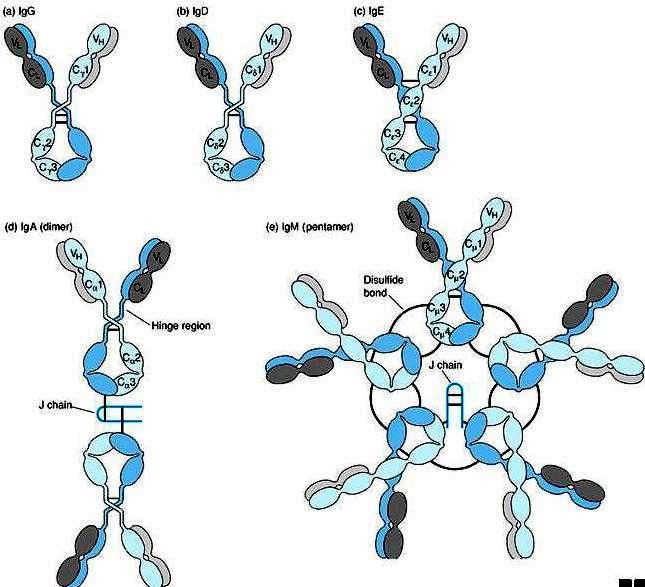 Estrutura da molécula de anticorpo Os anticorpos se dividem em classes e subclasses de acordo com suas